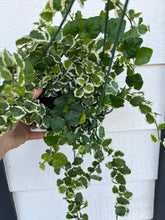 Ficus Variegated Creeping Fig (Ficus Repens Variegated)