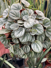 Peperomia Little Toscani