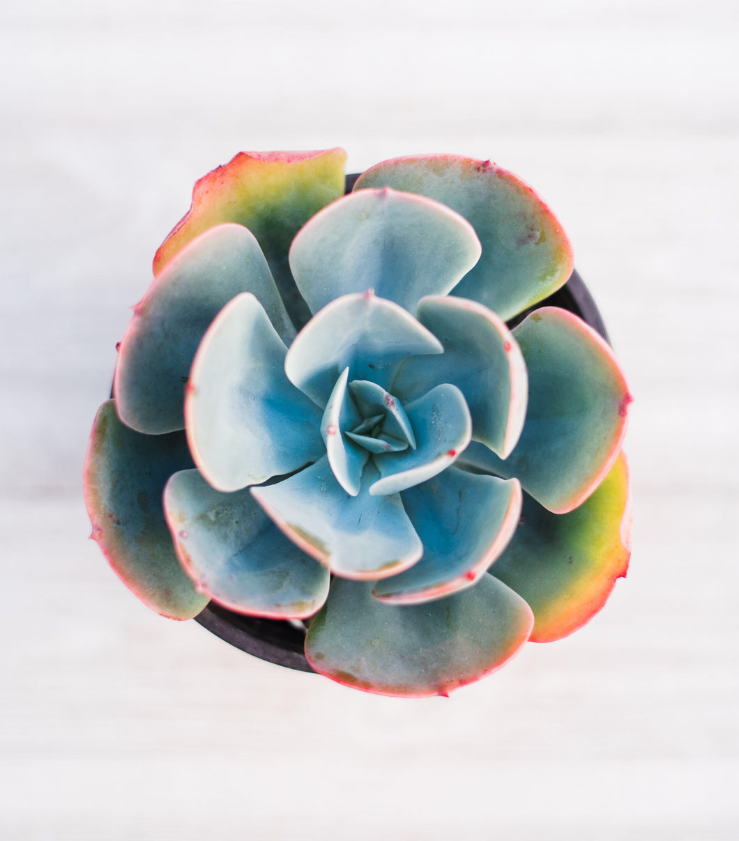 blue sky succulent Echeveria Blue Sky