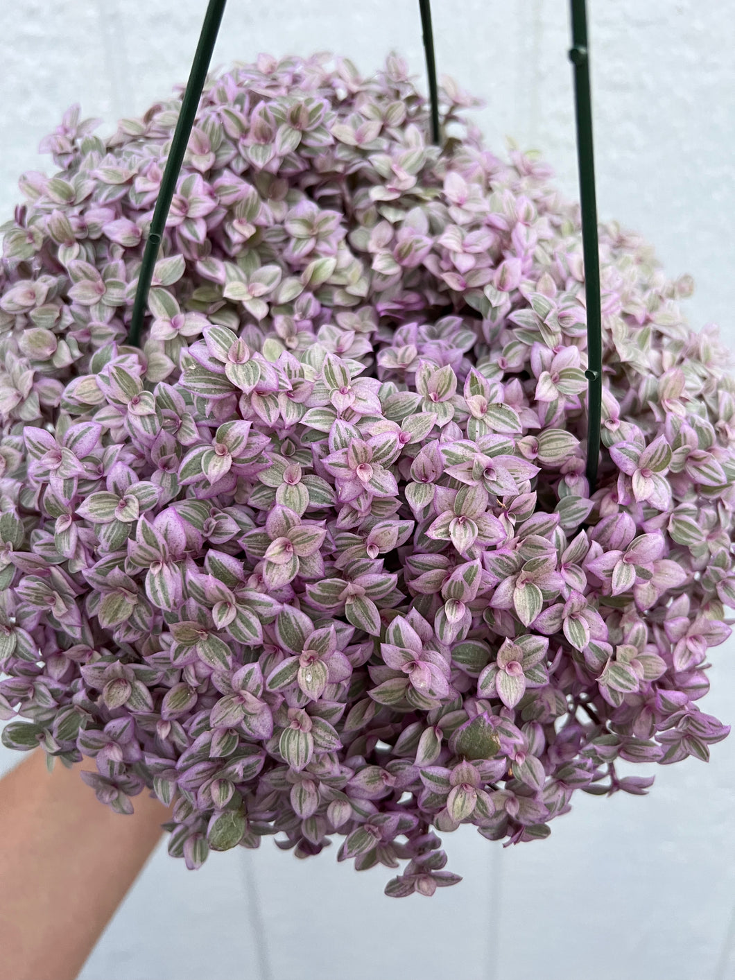 pink panther plant indoor care Tradescantia Pink Panther – In Succulent Love