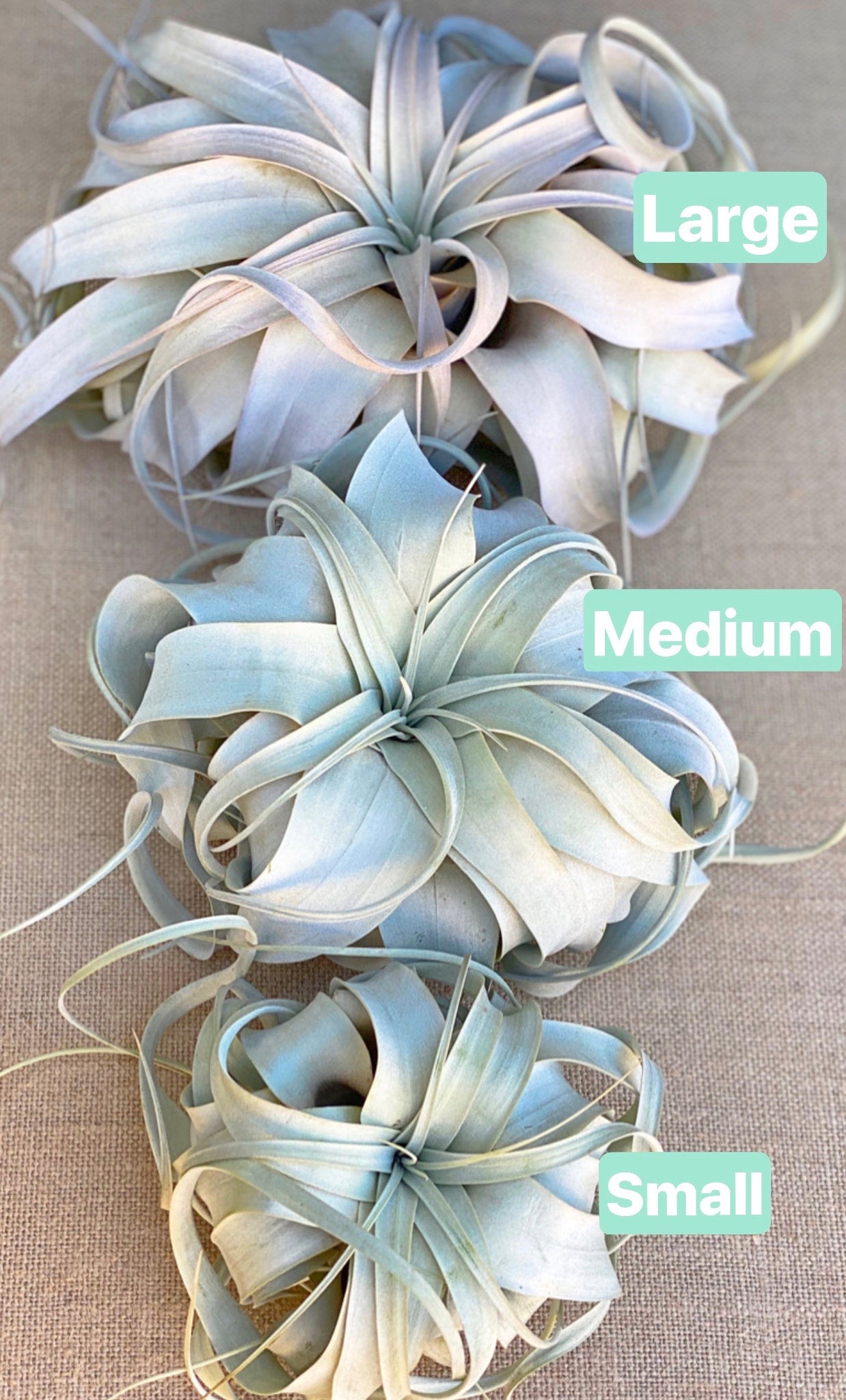 xerographica air plant flower Tillandsia Xerographica