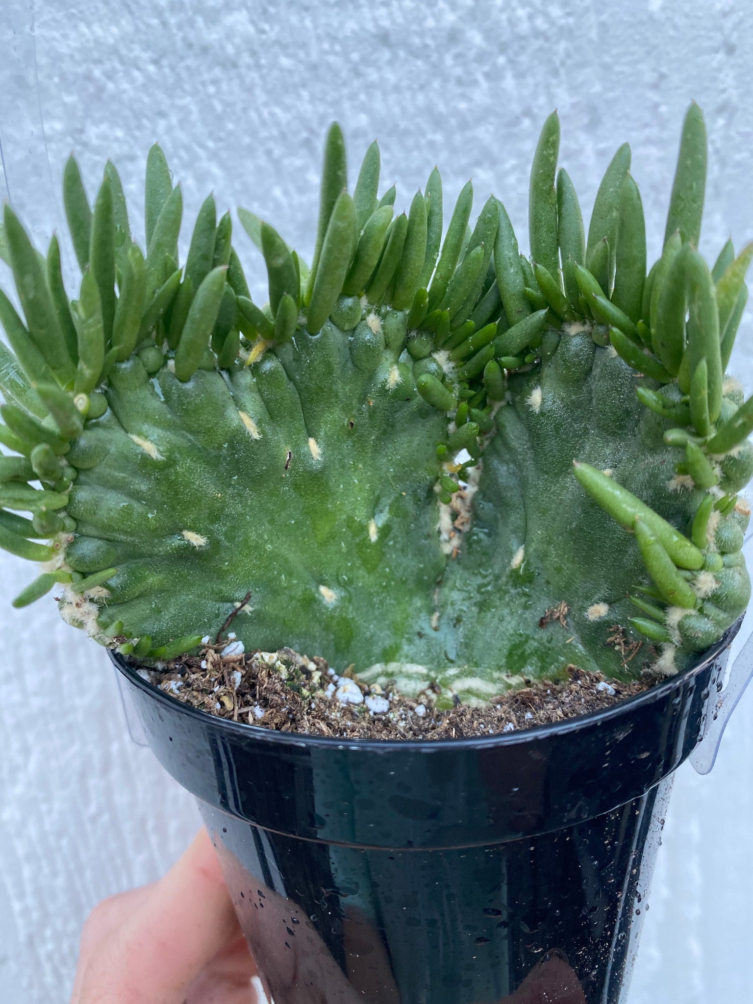 eve's needle succulent Crested Eve's Needle Cactus – In Succulent Love