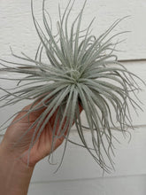 Tillandsia Tectorum