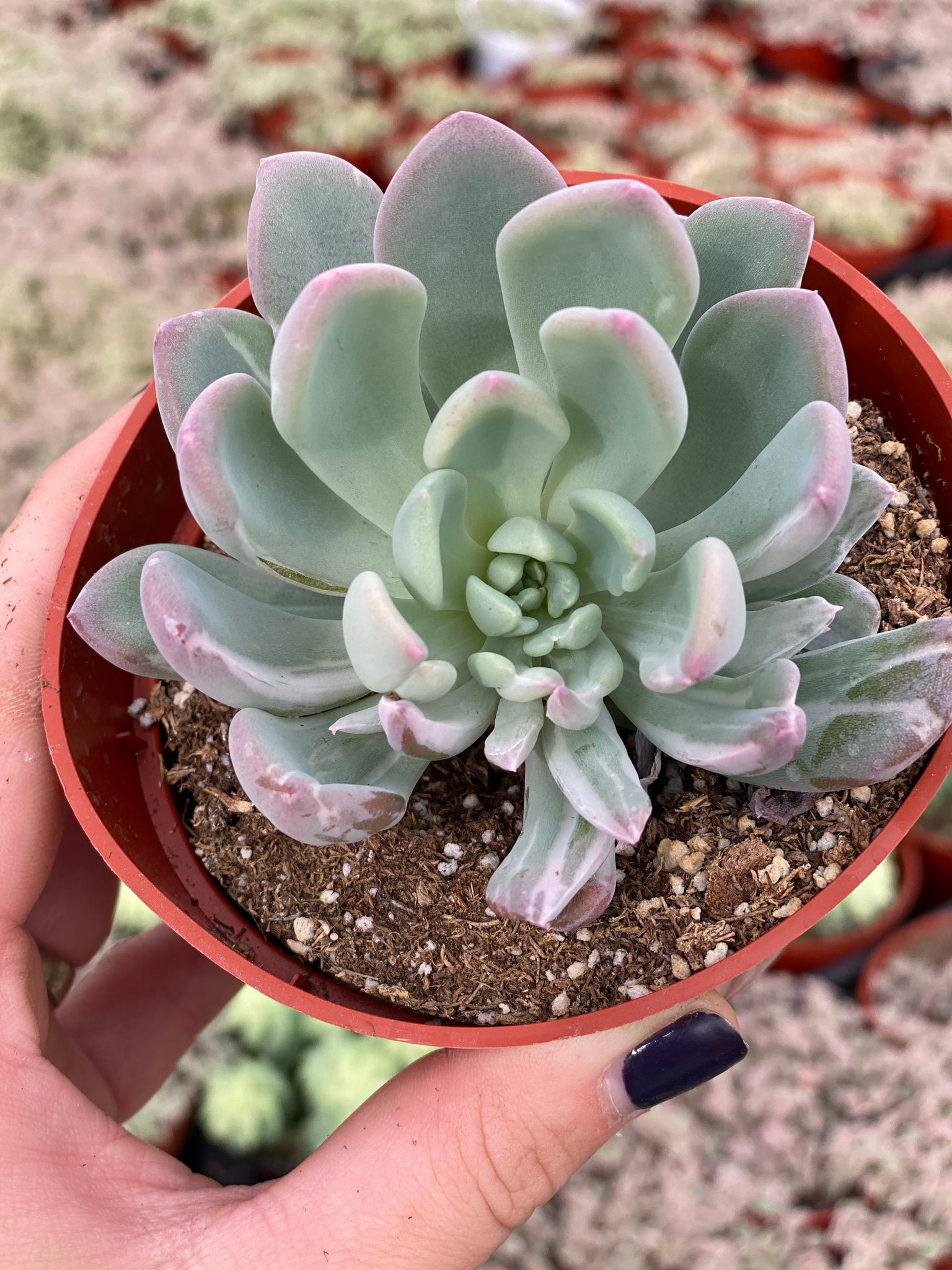 scheideckeri succulent Variegated Pachyveria Scheideckeri 'Jeweled Crown / Blue Tower' – In Succulent Love