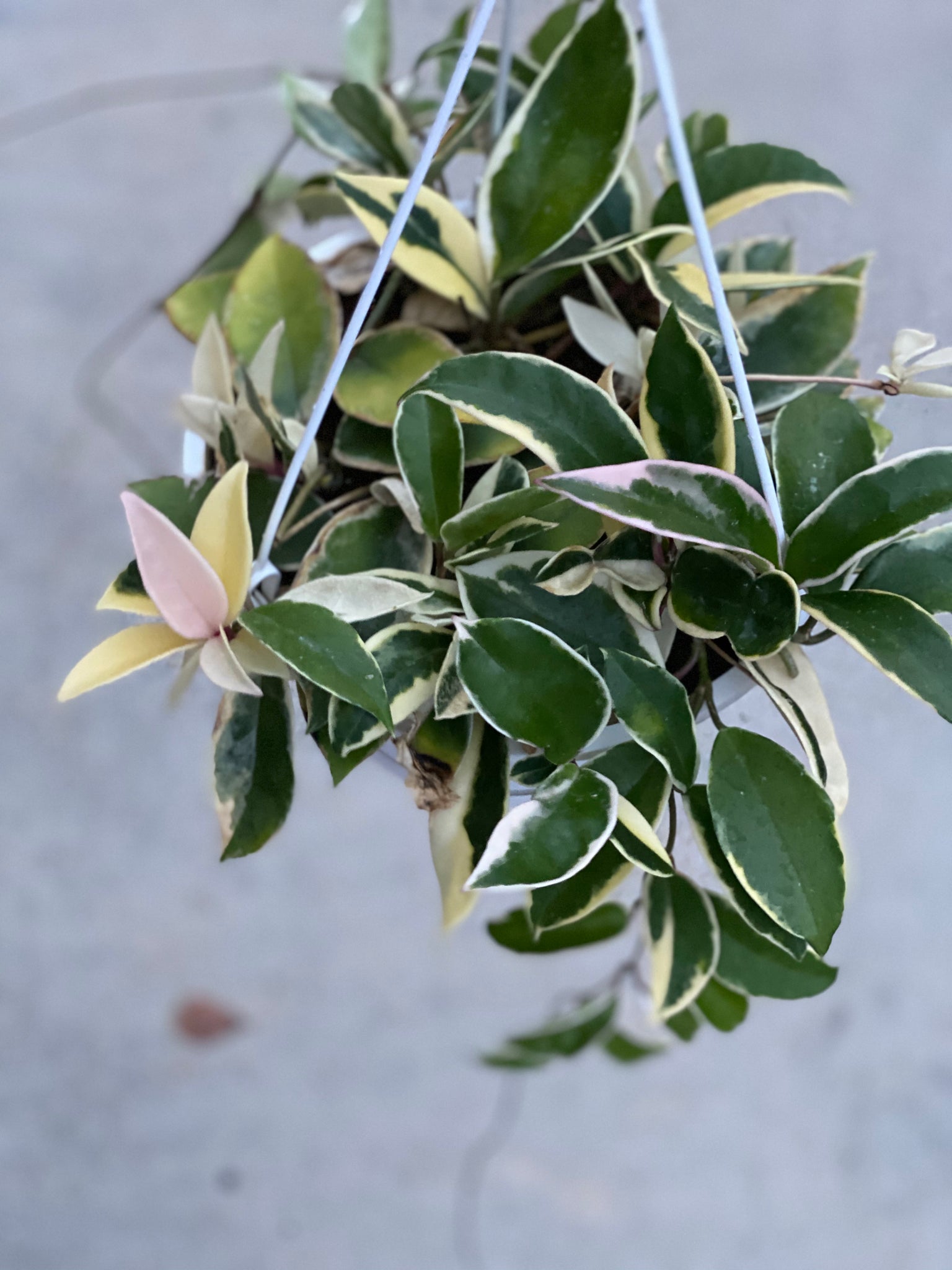 Hoya Carnosa Variegated 'Krimson Queen' / 'Tri Color' – In Succulent Love