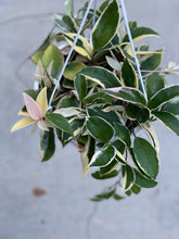 Hoya Carnosa Variegated ‘Krimson Queen’ / ‘Tri Color’