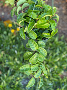 Hoya Carnosa Ripple / Krinkle 8