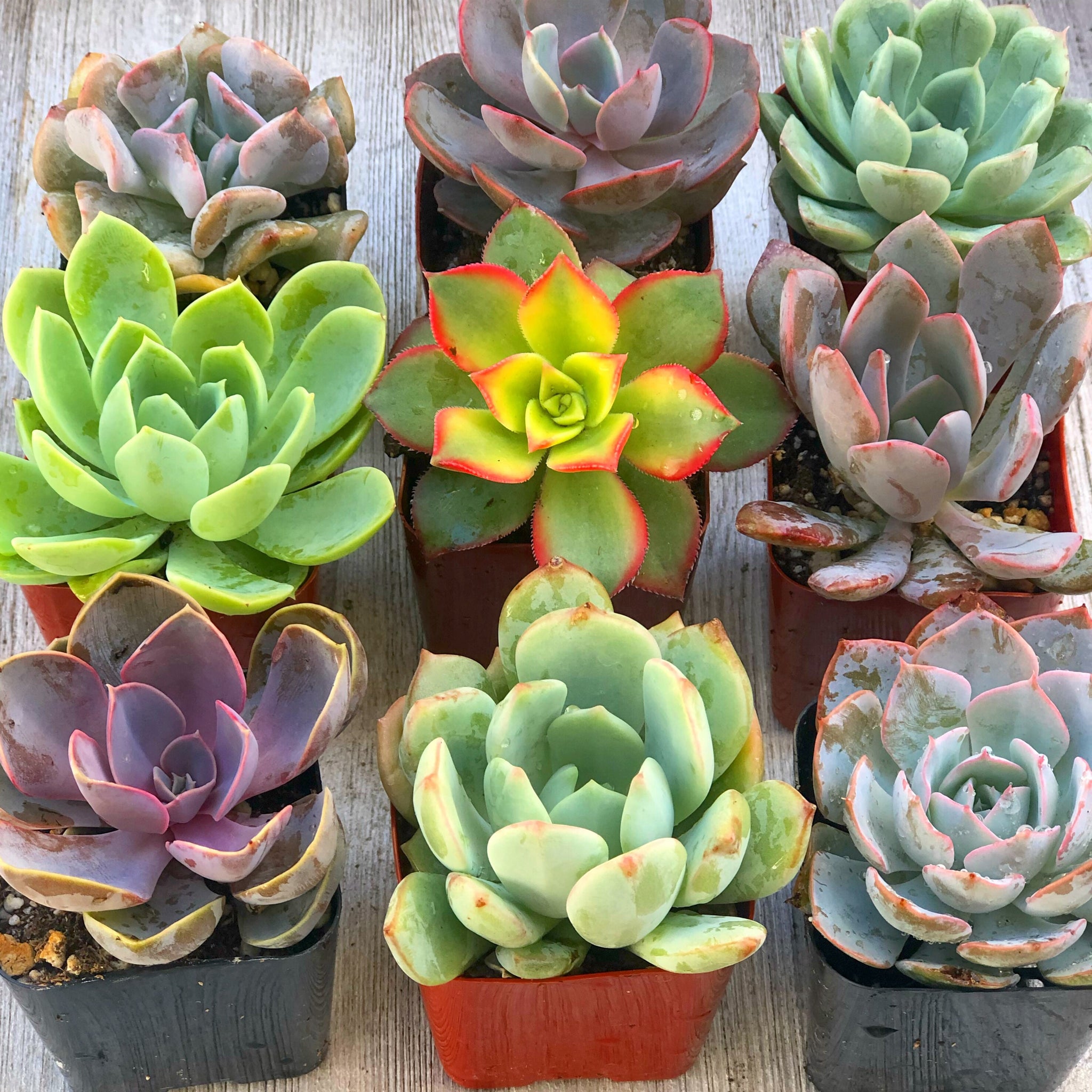 succulents in a pot Mini Succulents (2in pots) – In Succulent Love