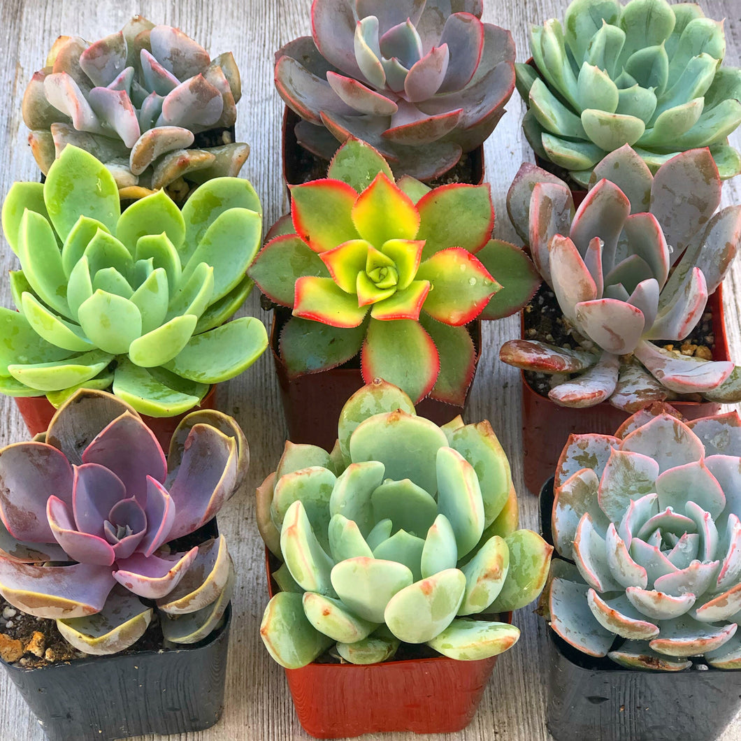 buy small succulent plants Mini Succulents (2in pots) – In Succulent Love