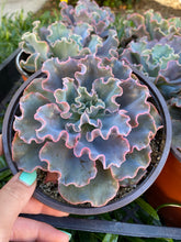 Echeveria Iridescent Ruffle Hybrid