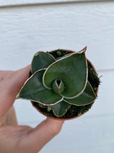 Sansevieria Samurai