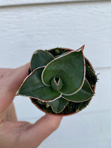 samurai succulent Sansevieria Samurai – In Succulent Love