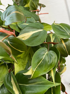 Philodendron Brasil Hybrid