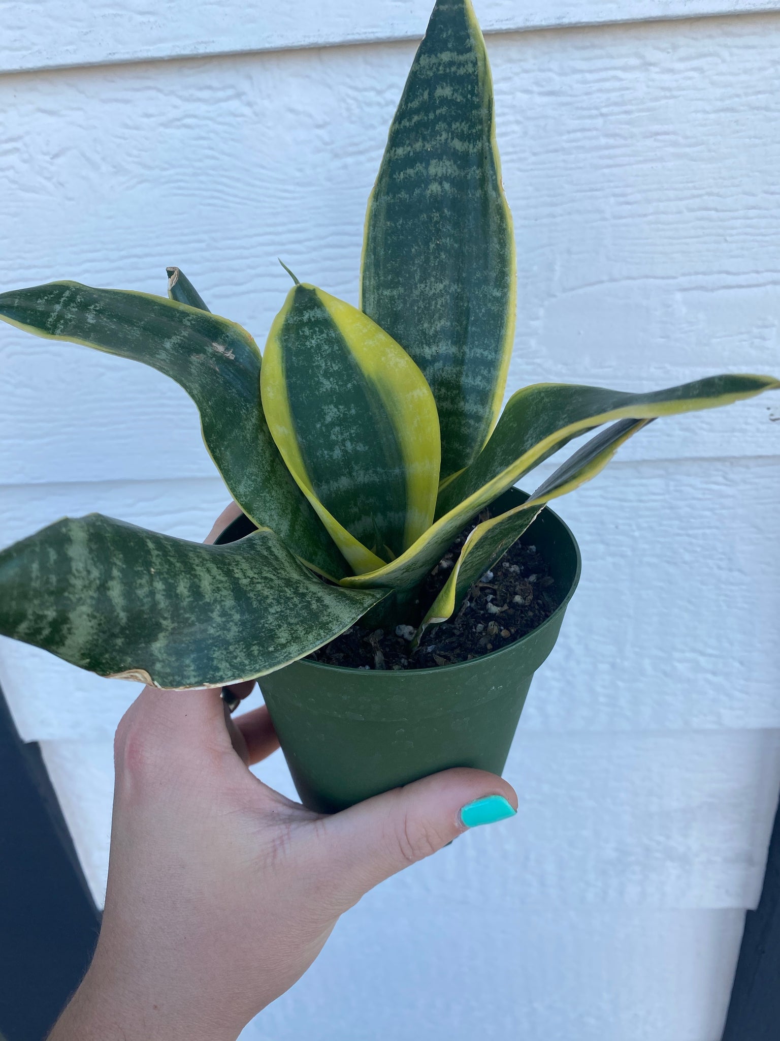 sansevieria trifasciata lowes Sansevieria Trifasciata Futura Superba – In Succulent Love
