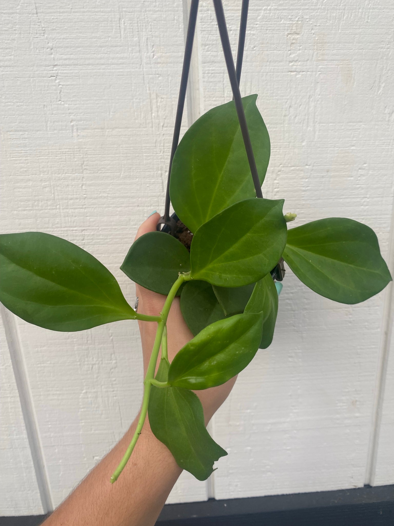 philodendron hoya Hoya Pachyclada – In Succulent Love
