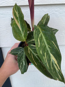 Stromanthe Magic Star Calathea