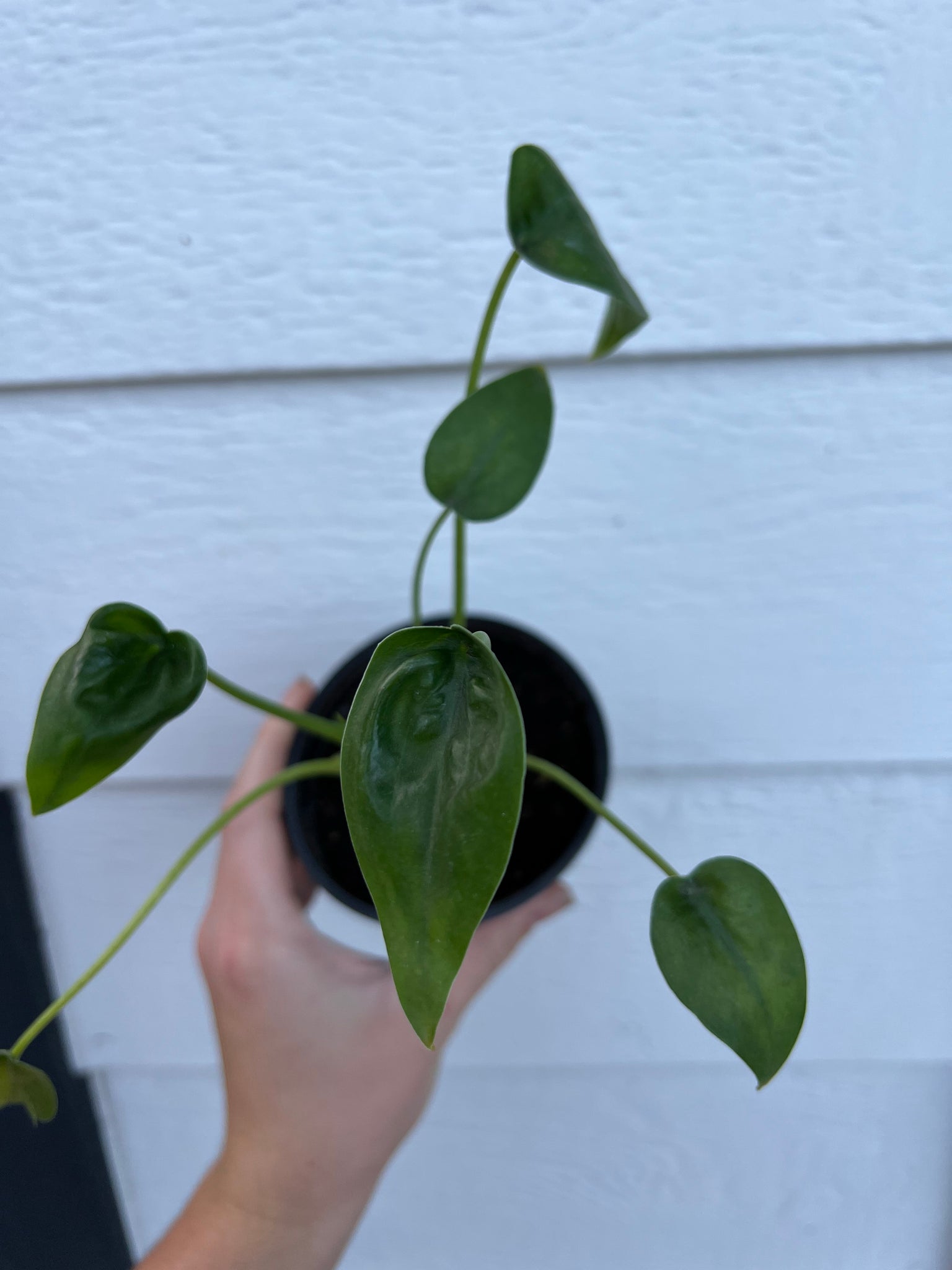 philodendron tiny dancer Alocasia Tiny Dancer – In Succulent Love