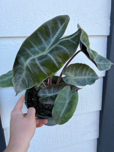 Alocasia Pink Dragon