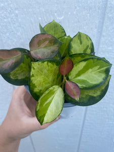 Hoya Australis Lisa ( Variegated Australis )