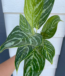 'Golden Madonna' Chinese Evergreen Aglaonema