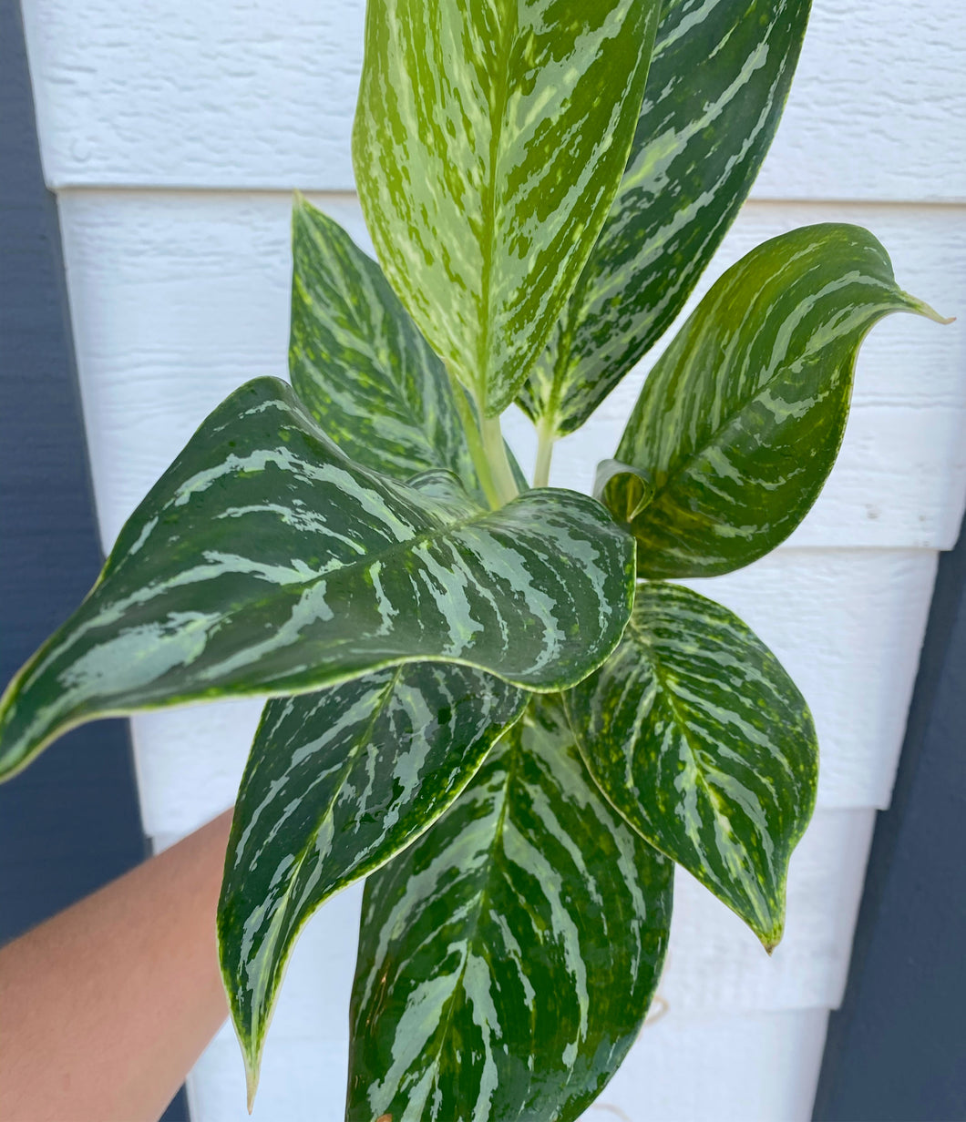 aglaonema golden madonna care Golden Madonna' Chinese Evergreen Aglaonema – In Succulent Love