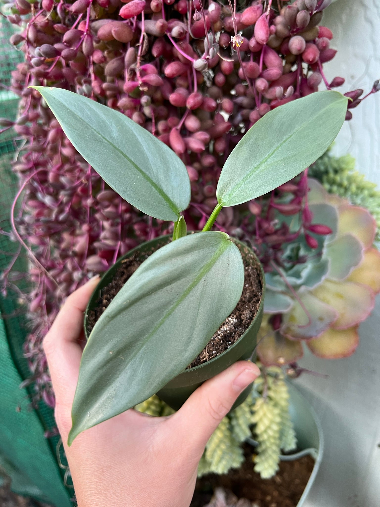philodendron silver sword flower Philodendron Silver Sword – In Succulent Love