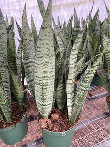 Sansevieria Black Coral