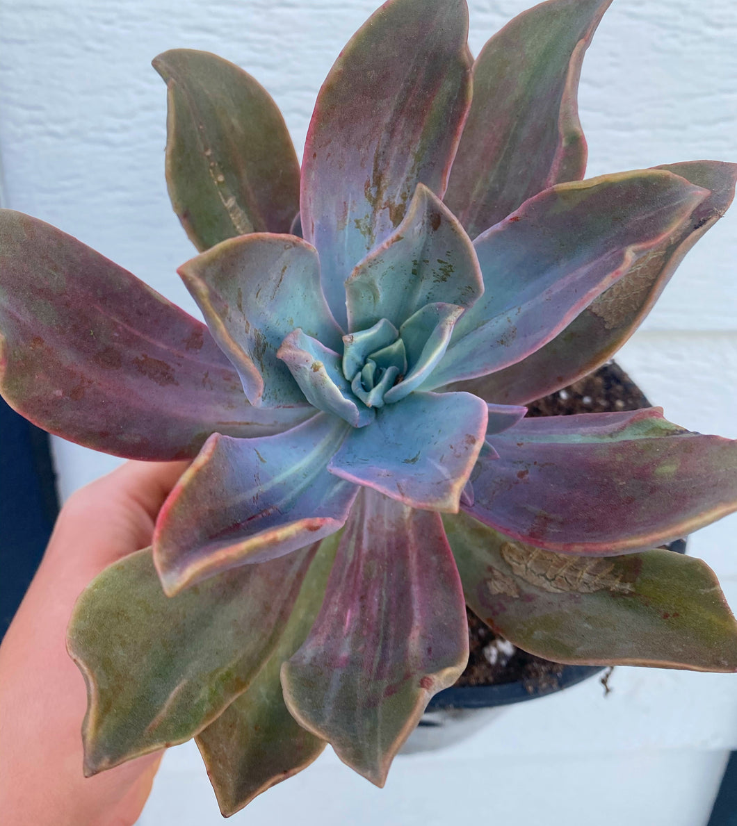 st ives succulent Graptoveria Variegated Fred Ives – In Succulent Love