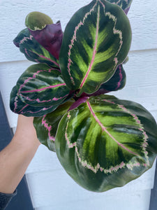 Calathea Roseopicta ' Medallion ‘