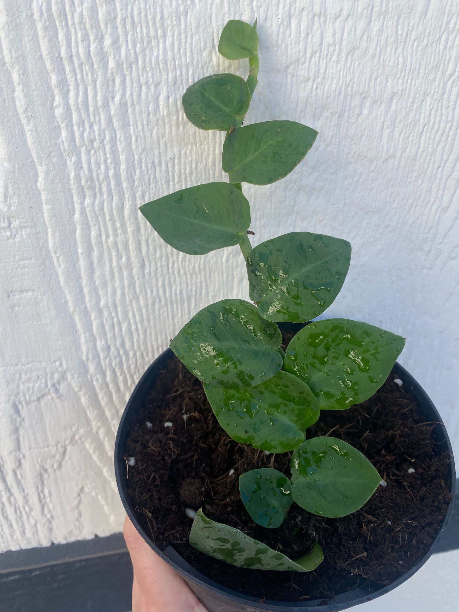 philodendron hayi Rhaphidophora Hayi 'Shingle Plant' – In Succulent Love