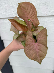 Syngonium Strawberry Cream