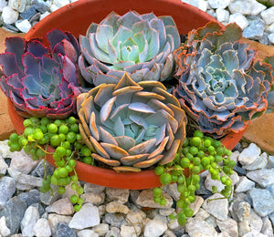 Arranging Set of 5 Succulents