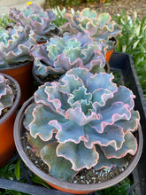 Echeveria Iridescent Ruffle Hybrid