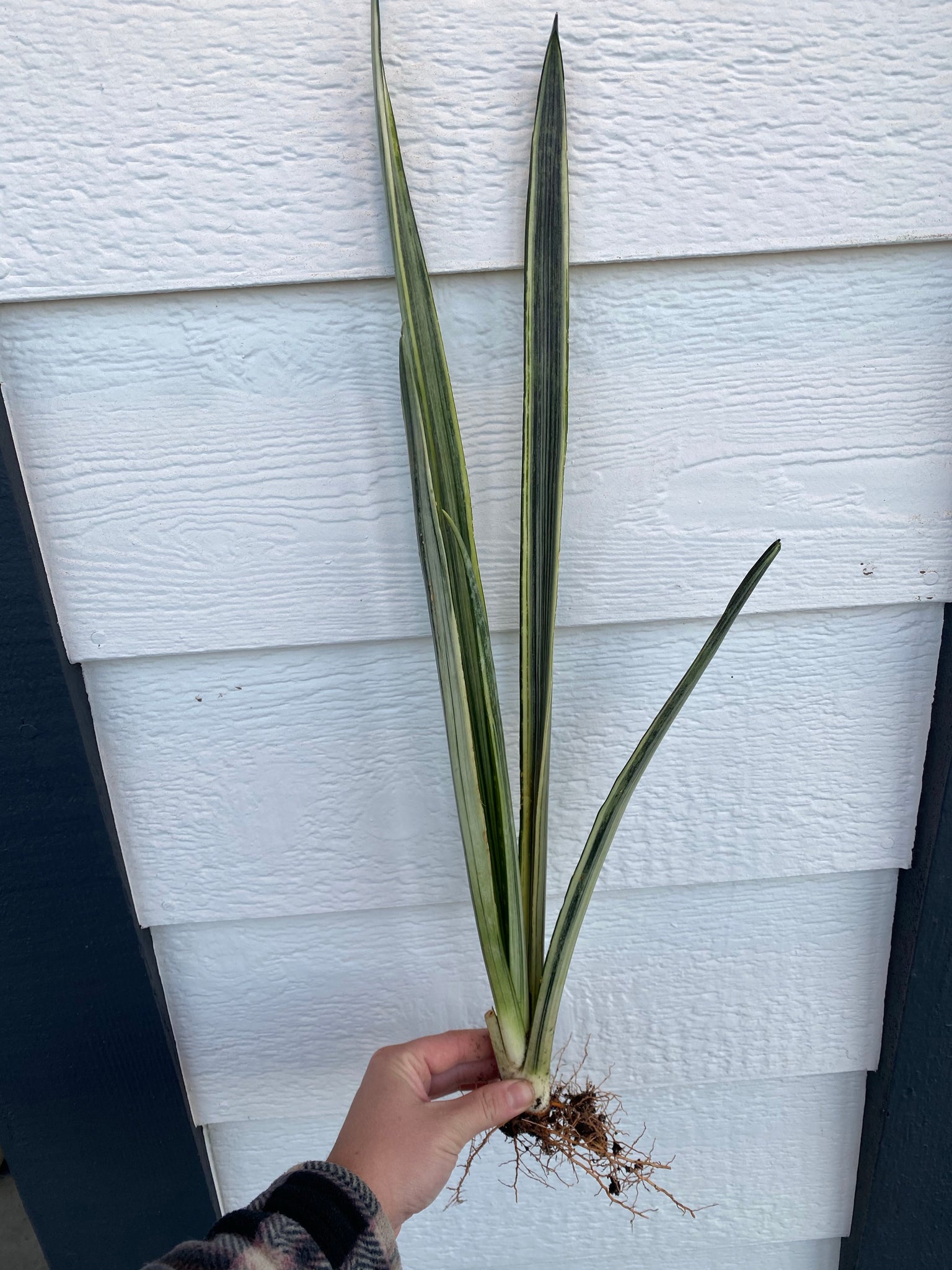bantels sensation snake plant Sansevieria Bantels Sensation – In Succulent Love