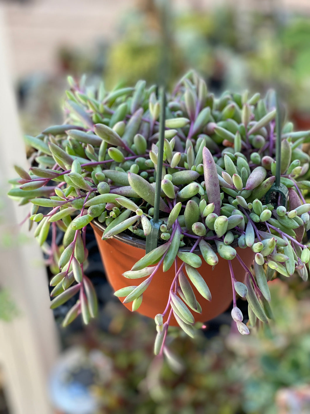 Succulent Studios - HOLD UP.🔍️ Are those mealybugs on the Ruby Necklace?!  When your Ruby Necklace arrives, you might notice small white fuzzies on  its stems, but don't worry!😮‍💨 This succulent grows