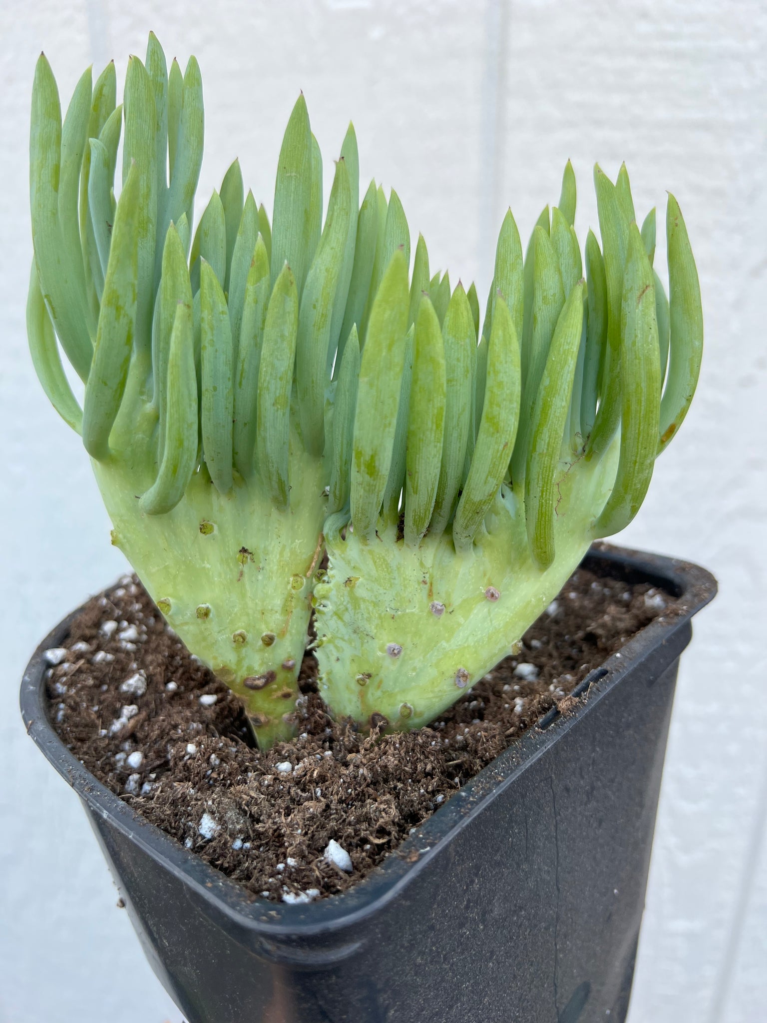 succulents mermaid tail Mermaid Tail