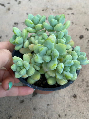 Sedum Clavatum Hybrid