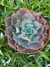 Echeveria Blue Curls