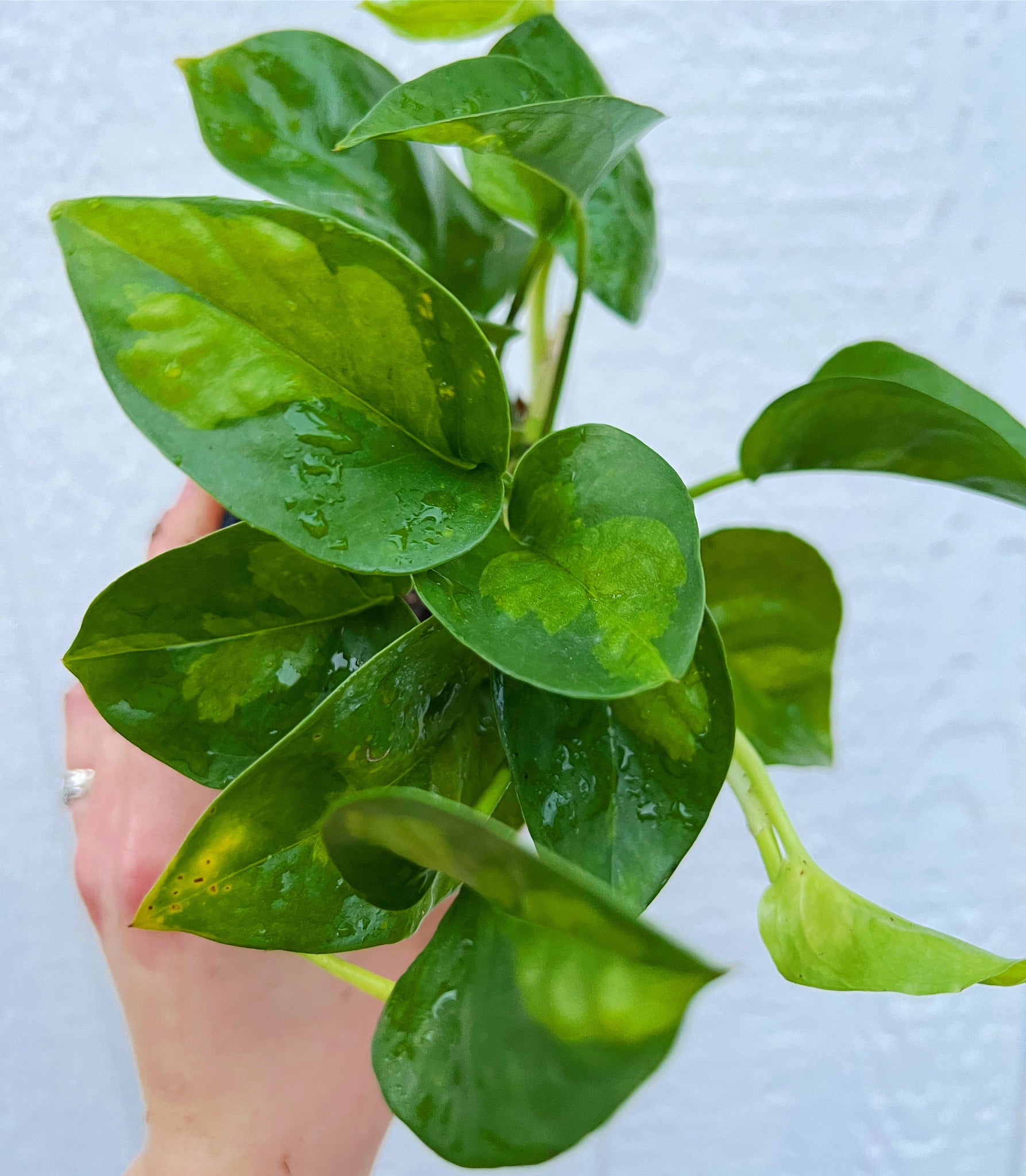 global green pothos price Pothos Global Green – In Succulent Love