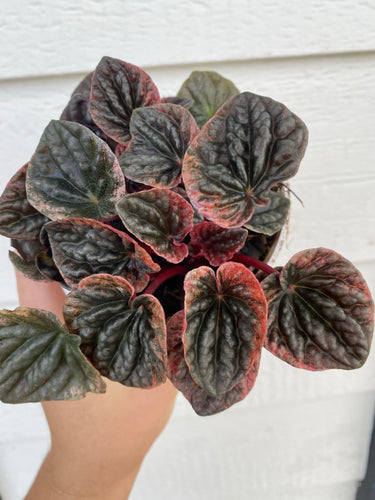 Peperomia Caperata ‘Abricos’