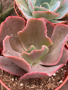 Patriotic Red, White & Blue Set ( 5 Plants )