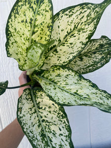 'First Diamond / Spring Snow' Chinese Evergreen Aglaonema