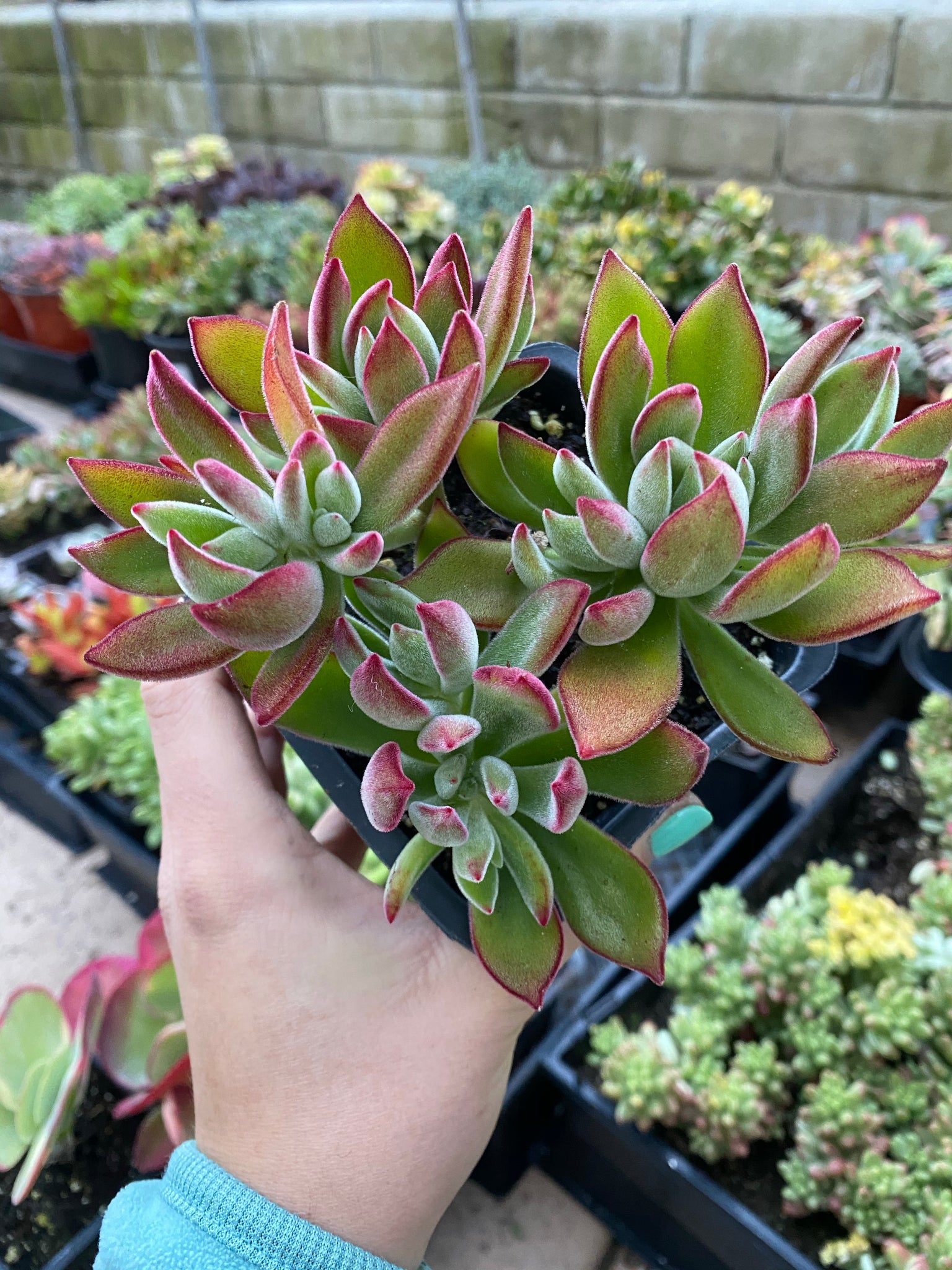 set oliver succulent Echeveria Pulv Oliver