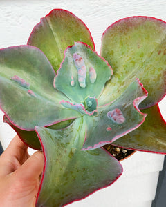 Echeveria Etna