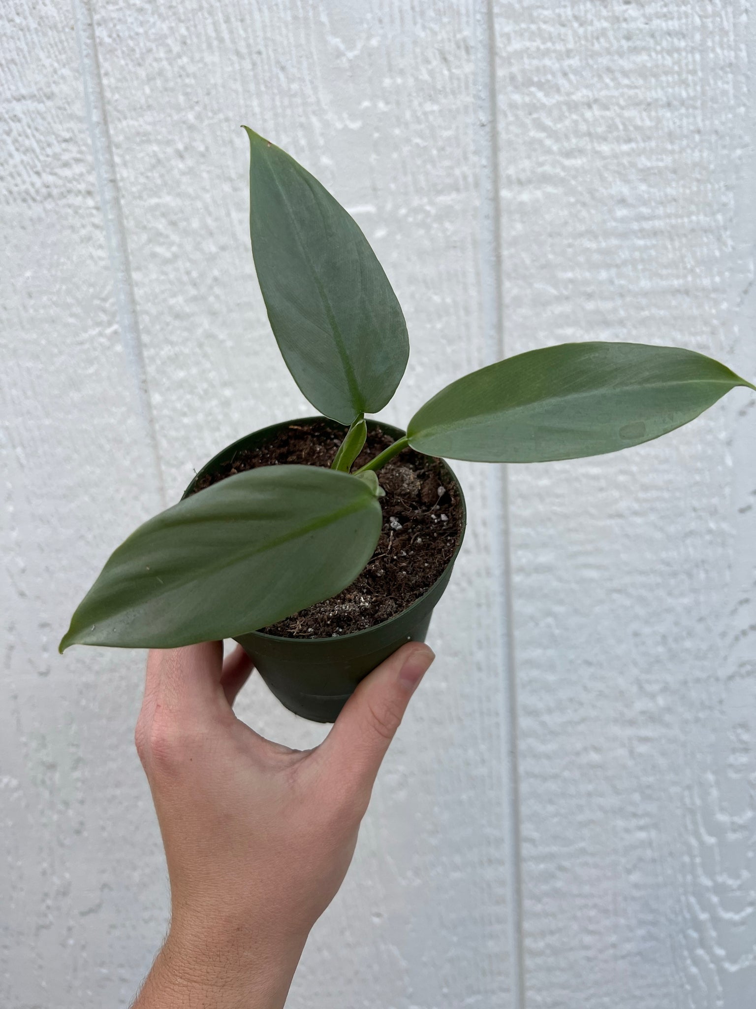 silver sword snake plant Philodendron Silver Sword – In Succulent Love