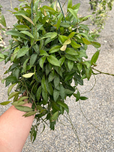 Hoya Lacunosa