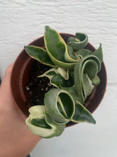 Hoya Variegated Carnosa Compacta Hindu Rope