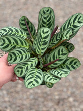 Calathea Ctenanthe Burle-Marxii