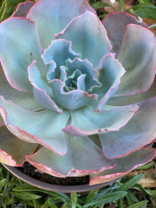 Echeveria Sahara (Patent #USPP27514P3)