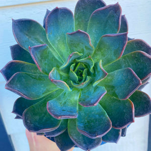 blue moon succulent Echeveria Dark Moon (USPP28685) – In Succulent Love